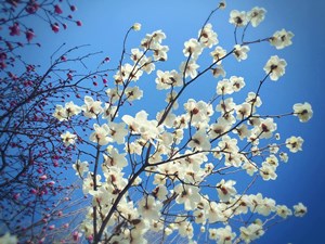 趁著春光正好 一起相約報考2017年稅務(wù)師吧